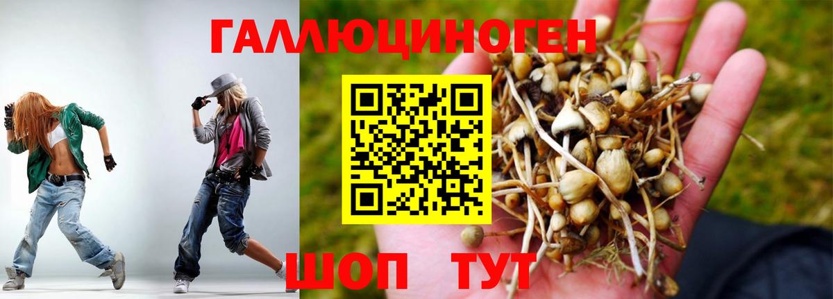 Вязьма  наркота  Вход с VPN  Псилоцибиновые грибы Psilocybine cubensis 